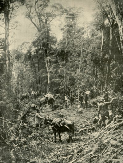 Ein rauer Weg, Tasmanien, 1901 von Unbekannt