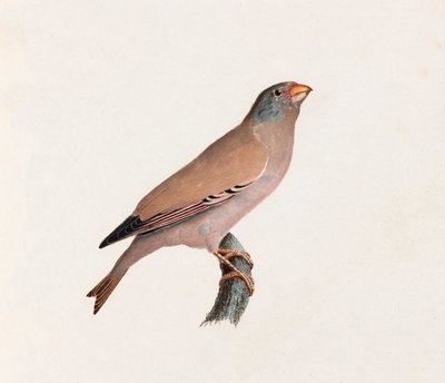Eine Farbillustration eines Vogels von Unbekannt