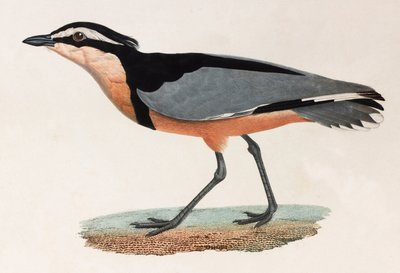 Eine Farbillustration eines Vogels von Unbekannt