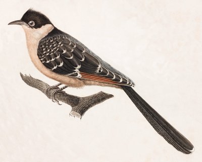 Farbillustration eines grauen Vogels von Unbekannt