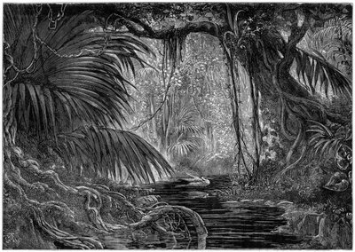 Eine Waldszene in Peru, 1877 von Unbekannt