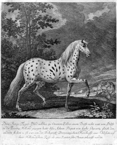 Ein Farbkuriosum, Deutschland, 1722 1938 von Unbekannt