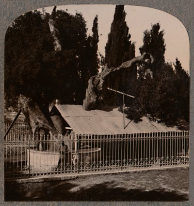 Abrahams Eiche bei Hebron, um 1900 von Unbekannt