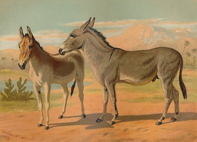 Abessinischer Wildesel & Weiblicher Indischer Onager, ca. 1879 von Unbekannt