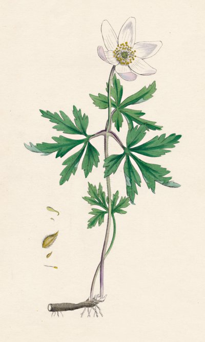 Anemone nemorosa. Buschwindröschen, 19. Jahrhundert von Unbekannt