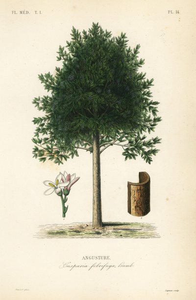 Angostura trifoliata von Unbekannt