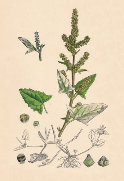 Atriplex deltoidea. Dreieckiger Meerkohl von Unbekannt