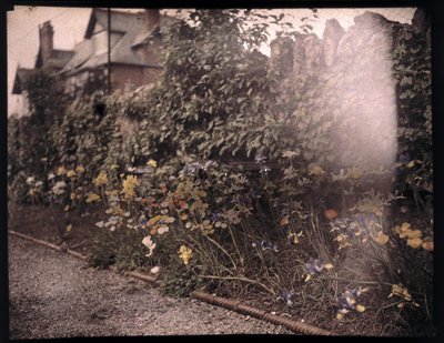 Autochrome von Blumen, um 1908 von Unbekannt