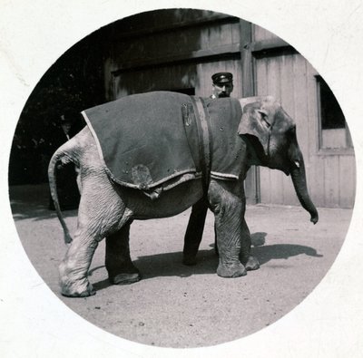 Babyelefant im Zoo, um 1890 von Unbekannt