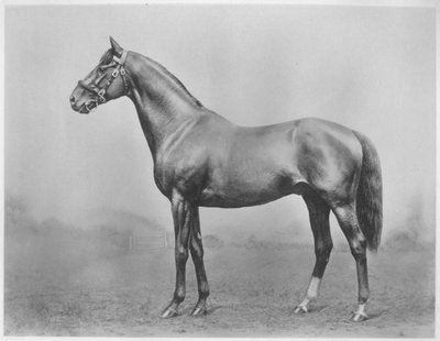 Bachelors Button. Winkfield - Milady, 1911 von Unbekannt