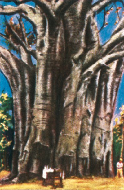 Baobab-Bäume, Usambara-Berge von Unbekannt