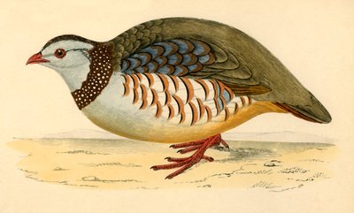 Berberhuhn, spätes 19. Jahrhundert von Unbekannt