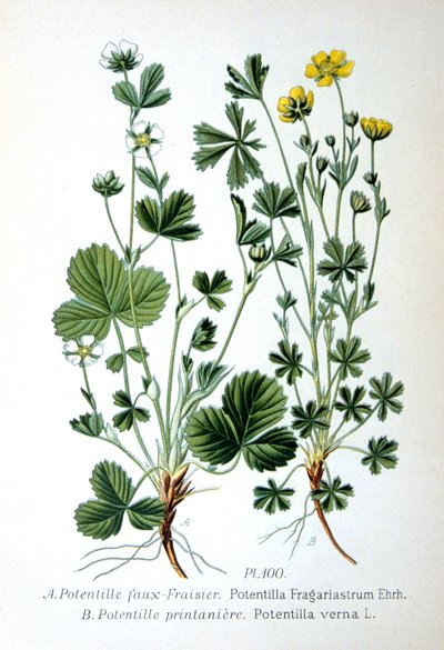 Scheinerdbeere und Frühlings-Fingerkraut, 1893 von Unbekannt