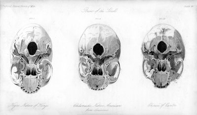 Basis des Schädels, 1848 von Unbekannt