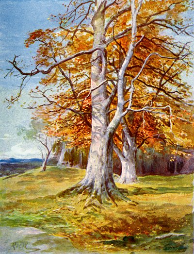 Buchenbaum, Herbst, 1900 von Unbekannt
