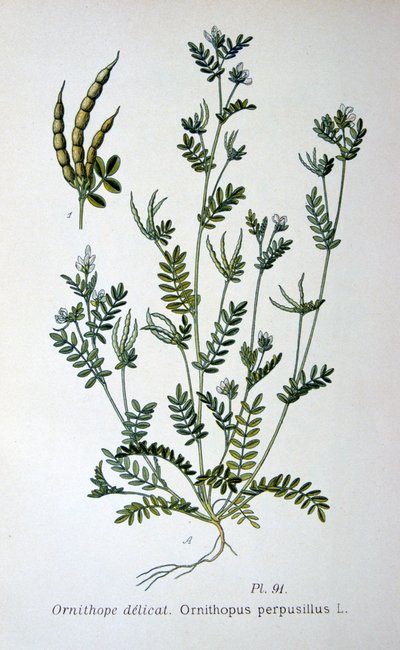 Vogel-Fuß, 1893 von Unbekannt