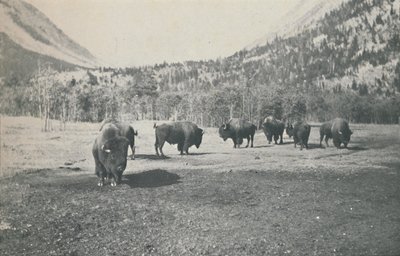 Bison, 1916 von Unbekannt
