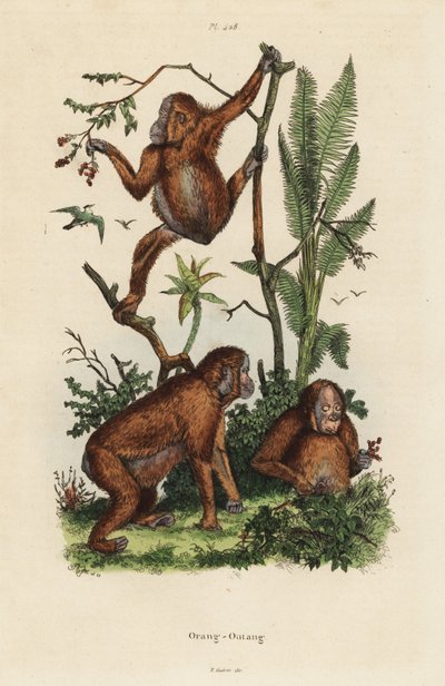 Borneo-Orang-Utans, Pongo pygmaeus von Unbekannt