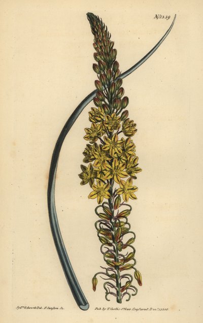 Bulbine asphodeloides (Glaukosblättriges Antherikum, Anthericum longiscapum) von Unbekannt