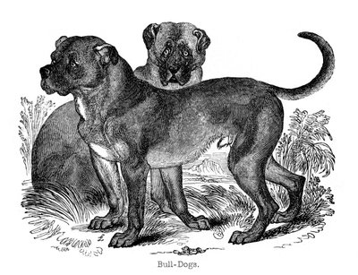 Bulldogge, 1848 von Unbekannt
