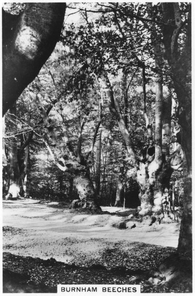 Burnham Beeches, Buckinghamshire, 1937 von Unbekannt