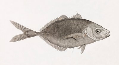 Caranx Lune, Nahaufnahme von Unbekannt