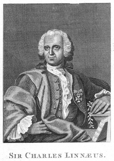 Carolus Linnaeus, schwedischer Naturforscher des 18. Jahrhunderts von Unbekannt