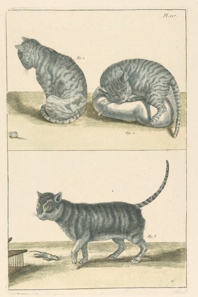 Katzen von Unbekannt