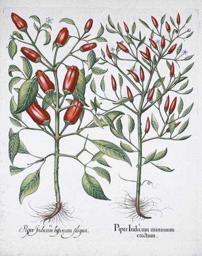 Chilischotenpflanzen, 1613 von Unbekannt