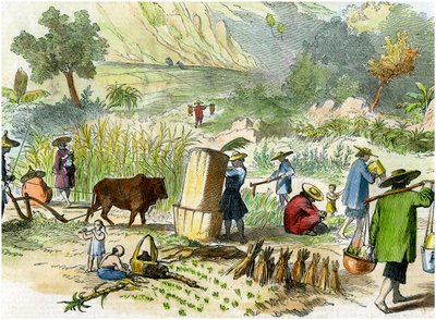 Chinesische Ernte, Hongkong, ca. 1875 von Unbekannt