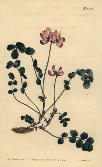 Chinesischer Tragant oder Dolden-Tragant, Astragalus sinicus von Unbekannt