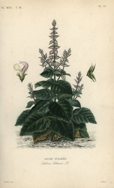 Muskatellersalbei, Salvia sclarea von Unbekannt