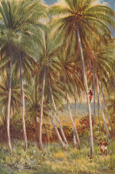 Kokospalmen von Unbekannt