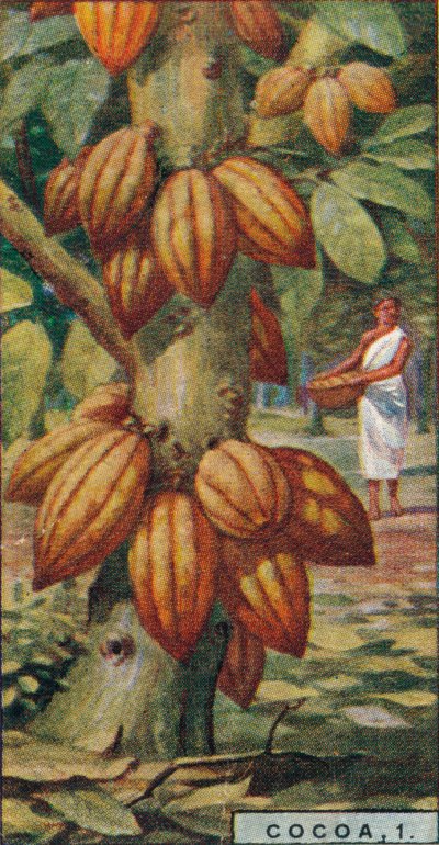 Kakao, 1. - Kakaobaum, Trinidad von Unbekannt