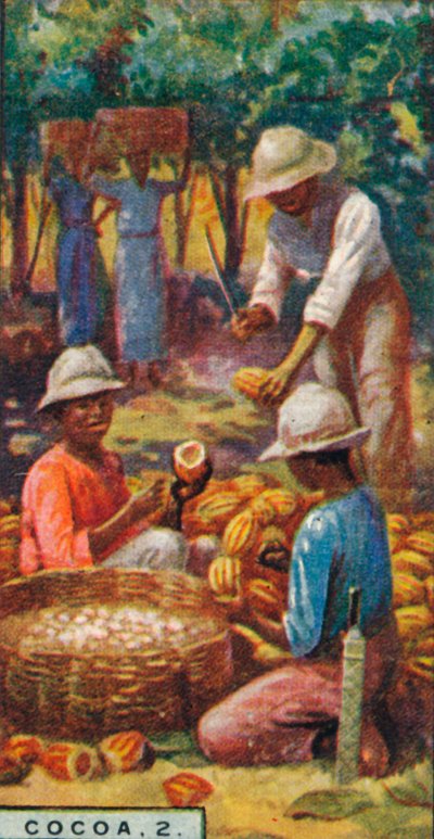 Kakao, 2. - Öffnen der Schoten, Trinidad, 1928 von Unbekannt
