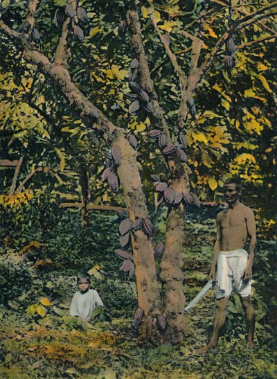 Kakao in voller Frucht, Trinidad und Tobago, ca. 1914 von Unbekannt