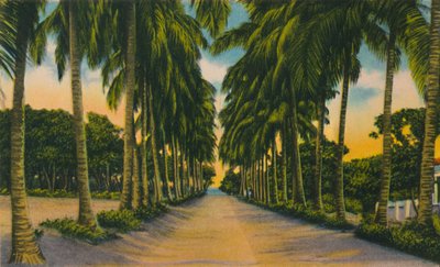 Kokosnussallee, Barranquilla, ca. 1940er von Unbekannt