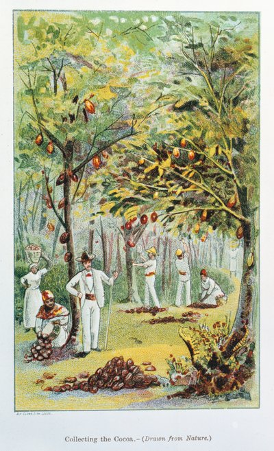 Kakaosammlung, Venezuela, 1892 von Unbekannt