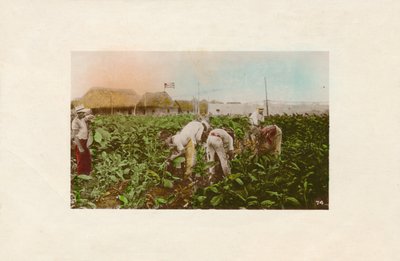 Cosecha de tabaco. - Tabakplantage, um 1910 von Unbekannt