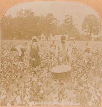 Baumwollernte, um 1900 von Unbekannt