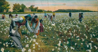 Baumwollpflücken, Augusta, Georgia, um 1900 von Unbekannt