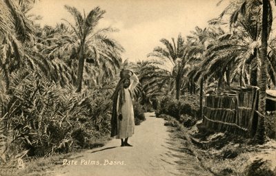 Dattelpalmen, Basra, ca. 1918-ca. 1939 von Unbekannt