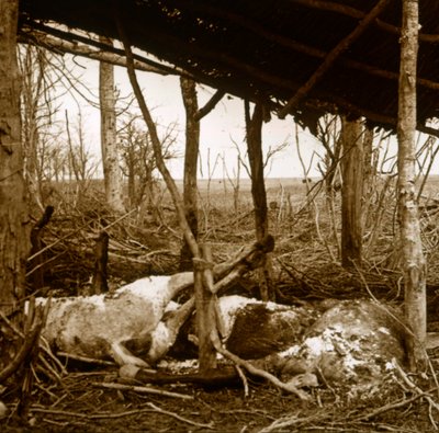 Tote Pferde, Verdun, Nordfrankreich, um 1914-1918 von Unbekannt