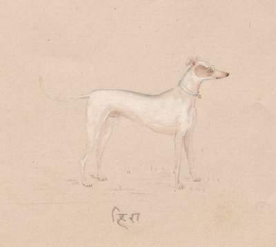 Hund, 1800er Jahre von Unbekannt