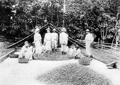 Kakao trocknen, Trinidad, ca. 1900er Jahre von Unbekannt