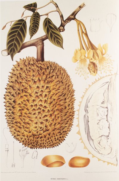 Durio zibethinus/Durian von Unbekannt