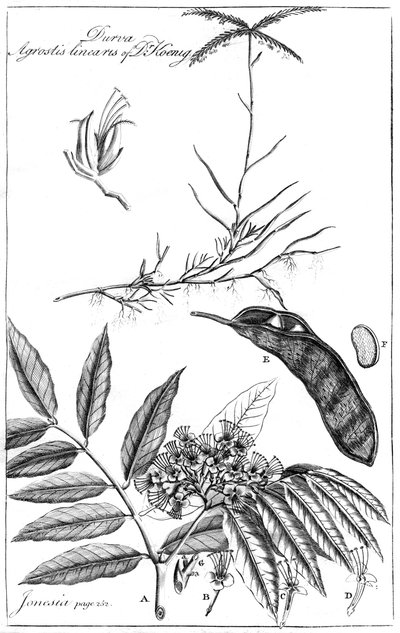 Durva Agrostis Linearis von Dr. Koenig, 1799 von Unbekannt