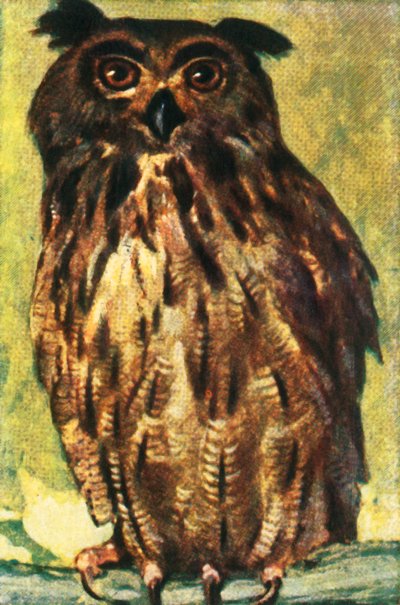 Uhu, ca. 1928 von Unbekannt