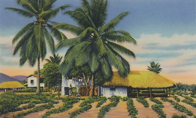 Ostindische Hütten, Trinidad, B.W.I., ca. 1940er Jahre von Unbekannt