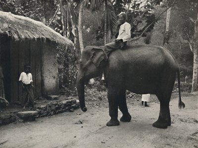 Elefant auf einem Weg bei Kandy, 1926 von Unbekannt